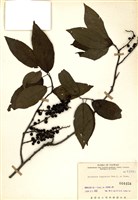 藏品(通條樹)的圖片